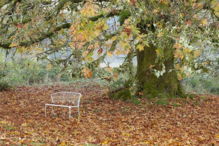 Picture of WASHINGTON, QUINAULT MBENCH UNDER MAPLE TREE