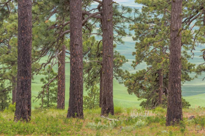 Picture of WASHINGTON, PALOUSE HILLS PINE FOREST SCENIC