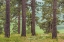 Picture of WASHINGTON, PALOUSE HILLS PINE FOREST SCENIC