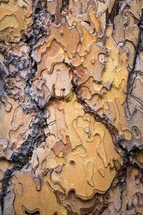 Picture of WASHINGTON, WENATCHEE NF PONDEROSA PINE BARK