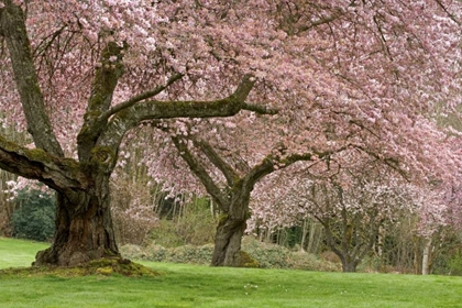 Picture of WASHINGTON, BREMERTON CHERRY TREES IN SPRING
