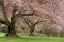 Picture of WASHINGTON, BREMERTON CHERRY TREES IN SPRING
