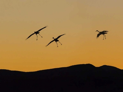 Picture of NEW MEXICO SANDHILL CRANES LANDING AT SUNSET