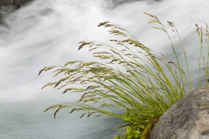 Picture of WA, MOUNT RAINIER NP GRASS AND RUSHING WATER