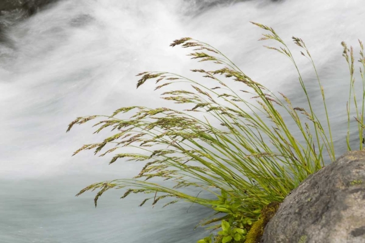 Picture of WA, MOUNT RAINIER NP GRASS AND RUSHING WATER