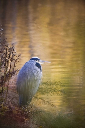 Picture of WA, SEABECK GREAT BLUE HERON AT EDGE OF POND