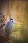 Picture of WA, SEABECK GREAT BLUE HERON AT EDGE OF POND