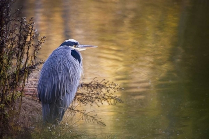 Picture of WA, SEABECK GREAT BLUE HERON AT EDGE OF POND