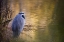 Picture of WA, SEABECK GREAT BLUE HERON AT EDGE OF POND