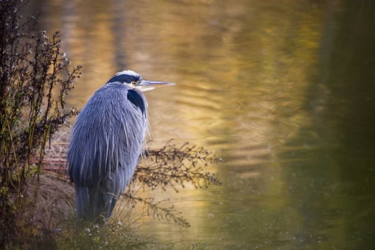 Picture of WA, SEABECK GREAT BLUE HERON AT EDGE OF POND