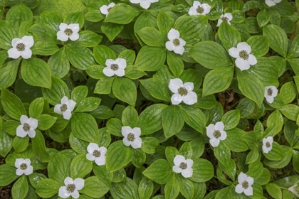 Picture of WA, OLYMPIC NP BUNCHBERRY WITH WHITE FLOWERS