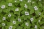 Picture of WA, OLYMPIC NP BUNCHBERRY WITH WHITE FLOWERS