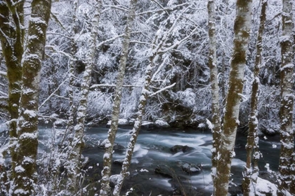 Picture of USA, WA, OLYMPIC NP WINTER HAMMA HAMMA RIVER