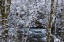 Picture of USA, WA, OLYMPIC NP WINTER HAMMA HAMMA RIVER