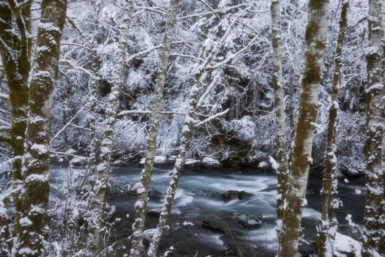 Picture of USA, WA, OLYMPIC NP WINTER HAMMA HAMMA RIVER