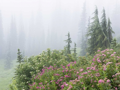 Picture of WA, MOUNT RAINIER NP FLOWERS IN MISTY FOREST
