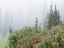 Picture of WA, MOUNT RAINIER NP FLOWERS IN MISTY FOREST