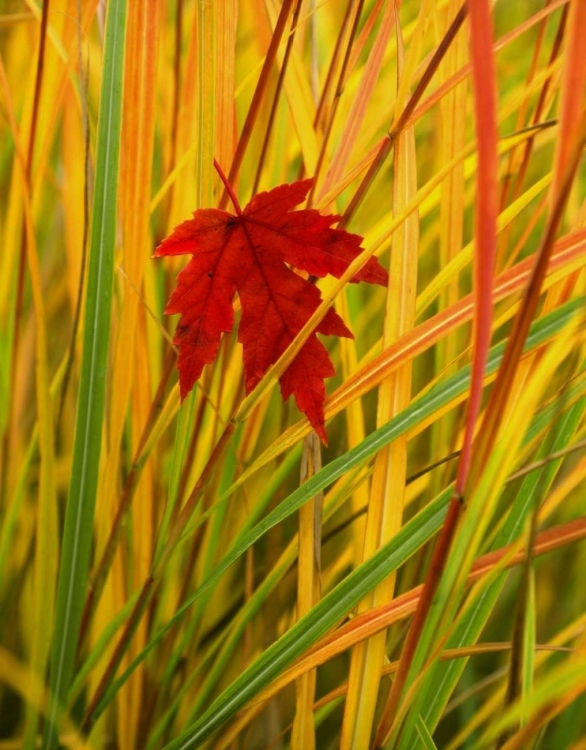 Picture of OR, PORTLAND, SILVER MAPLE LEAF CAUGHT IN GRASS