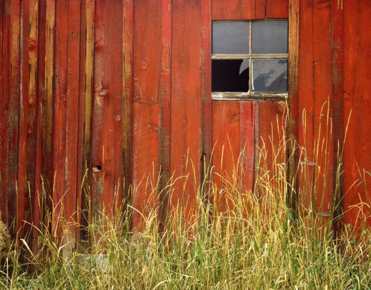 Picture of OR, JOSEPH, GRASSES CONTRAST WITH BROKEN WINDOW