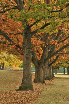 Picture of USA, OREGON, PORTLAND RED OAKS AT FERNHILL PARK