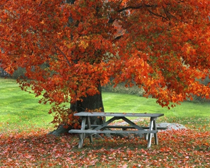Picture of NEW YORK, WEST PARK BENCH UNDER MAPLE IN AUTUMN
