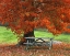 Picture of NEW YORK, WEST PARK BENCH UNDER MAPLE IN AUTUMN