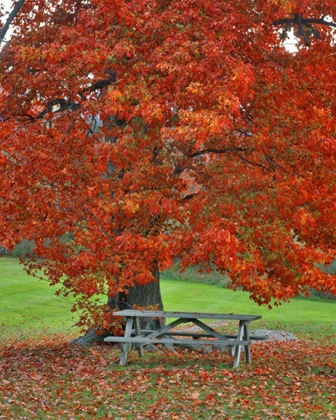 Picture of NEW YORK, WEST PARK BENCH UNDER MAPLE IN AUTUMN