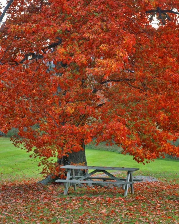 Picture of NEW YORK, WEST PARK BENCH UNDER MAPLE IN AUTUMN