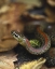 Picture of OREGON, MULTNOMAH COUNTY GARTER SNAKE IN GARDEN