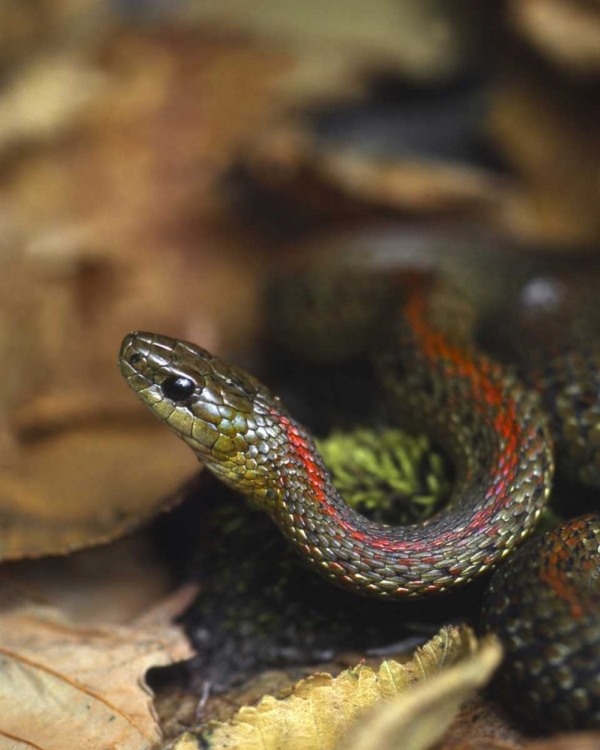 Picture of OREGON, MULTNOMAH COUNTY GARTER SNAKE IN GARDEN