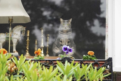 Picture of OREGON, PORTLAND CAT LOOKING OUT WINDOW OF HOME