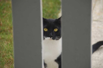 Picture of OREGON, PORTLAND CAT LOOKING THROUGH YARD FENCE
