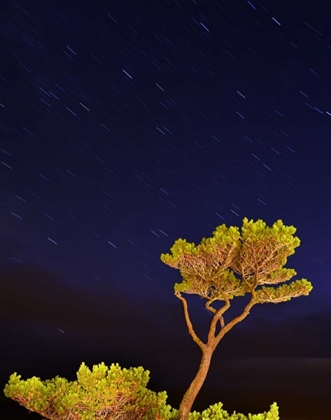 Picture of OREGON, OCEANSIDE PINE TREE AGAINST STAR TRAILS