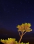 Picture of OREGON, OCEANSIDE PINE TREE AGAINST STAR TRAILS