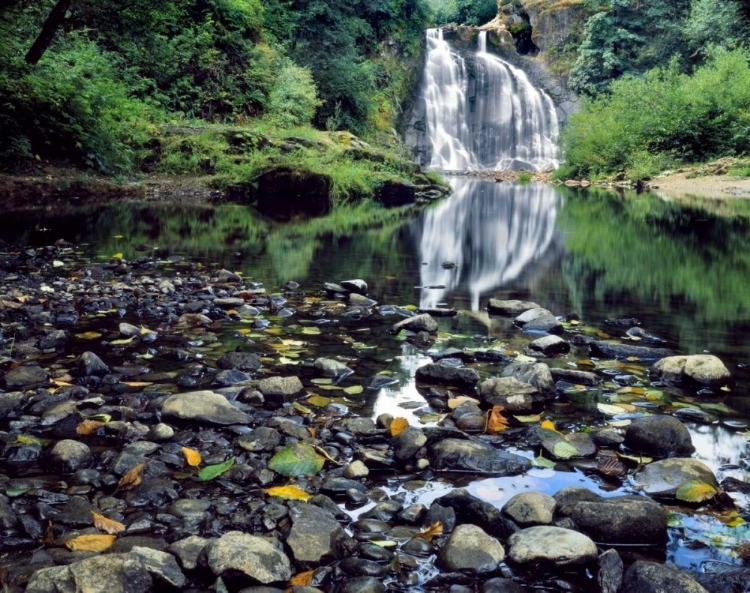 Picture of OREGON, YOUNGS RIVER FALLS WATERFALL LANDSCAPE