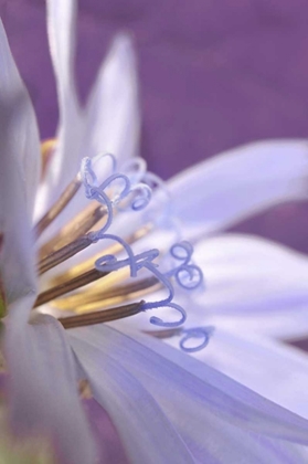 Picture of OREGON, PORTLAND CLOSE-UP OF CHICORY WILDFLOWER
