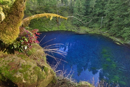 Picture of OREGON BLUE OR TAMOLITCH POOL ON MCKENZIE RIVER