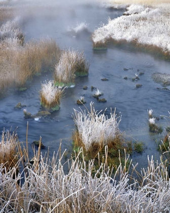 Picture of WYOMING, YELLOWSTONE NP FROST ALONG WHITE CREEK