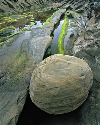 Picture of OREGON, SHORE ACRES SP SMOOTH SANDSTONE BOULDER