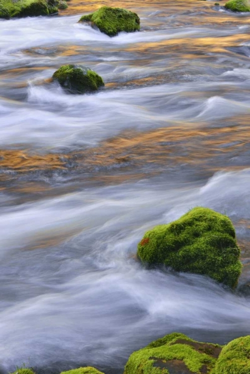 Picture of OREGON, WILLAMETTE NF MCKENZIE RIVER OVER ROCKS