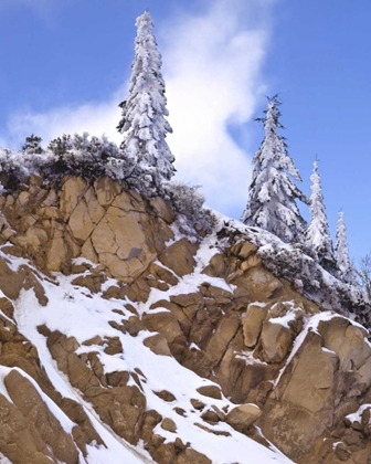 Picture of OREGON, MT ASHLAND EVERGREENS COVERED WITH SNOW