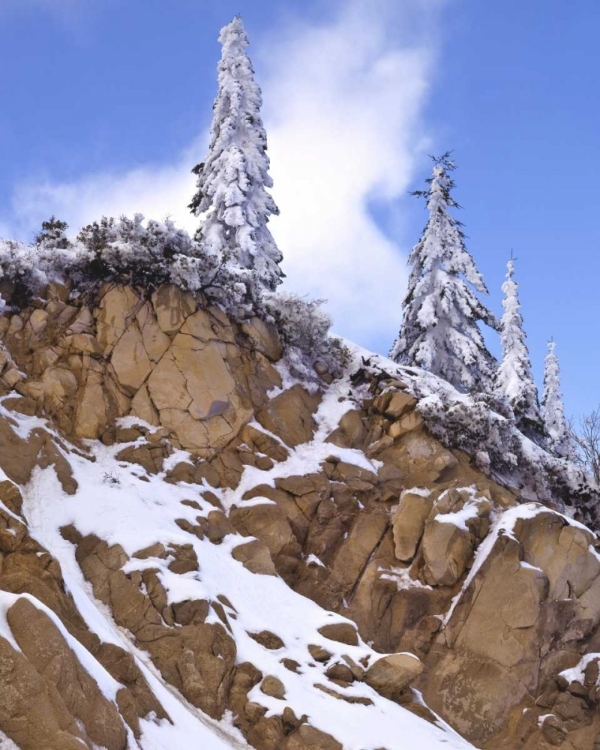 Picture of OREGON, MT ASHLAND EVERGREENS COVERED WITH SNOW