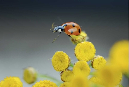 Picture of OR, MULTNOMAH CO LADYBUG ON YELLOW TANSY FLOWER