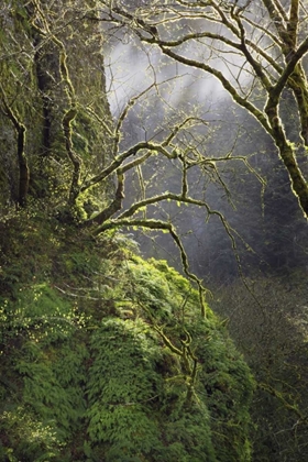 Picture of OR, COLUMBIA GORGE NSA MOSS-COVERED MAPLE TREES
