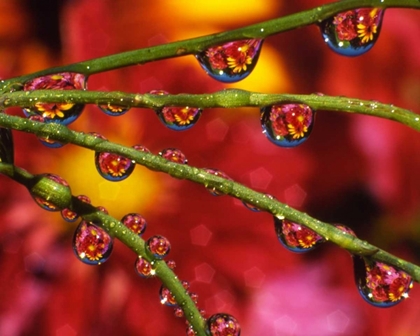 Picture of OR, PORTLAND GARDEN FLOWERS REFLECT IN DEWDROPS