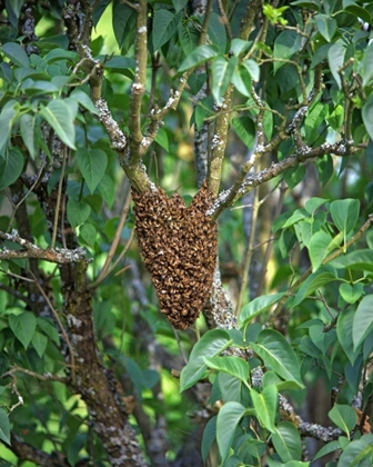 Picture of OR, MULTNOMAH CO, HONEY BEES CLUSTER ONTO LILAC