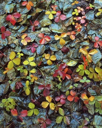 Picture of OR, MT HOOD NF WILD STRAWBERRY AND ALDER LEAVES