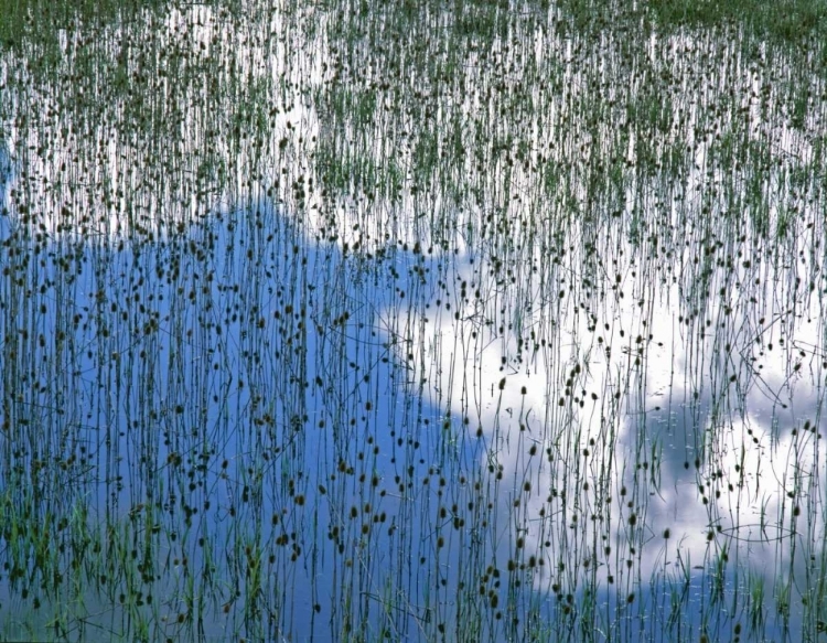 Picture of MT, GLACIER NP REFLECTION OF TEASELS AND CLOUDS