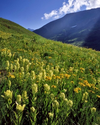 Picture of CO, GUNNISON NF SULFUR PAINTBRUSH AND GROUNDSEL