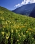 Picture of CO, GUNNISON NF SULFUR PAINTBRUSH AND GROUNDSEL